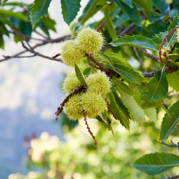 眼表眼角膜,希瑪瑞視眼科,上海眼科醫(yī)院 眼表眼角膜,希瑪瑞視眼科,上海眼科醫(yī)院