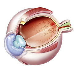 玻璃體視網膜,希瑪瑞視眼科,上海眼科醫院 玻璃體視網膜,希瑪瑞視眼科,上海眼科醫院