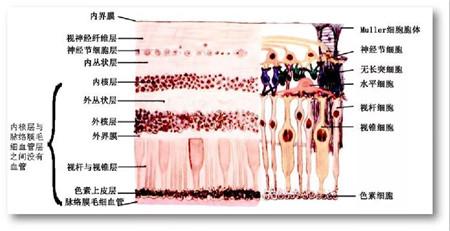 玻璃體視網膜,希瑪瑞視眼科,上海眼科醫院 玻璃體視網膜,希瑪瑞視眼科,上海眼科醫院
