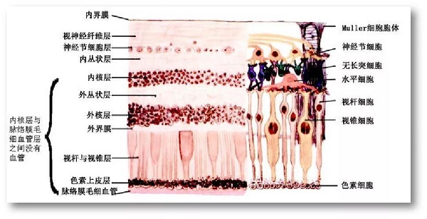 玻璃體視網膜,?，斎鹨曆劭?上海眼科醫院